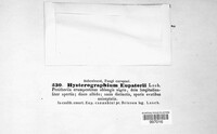 Hysterographium eupatorii image